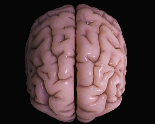 ტვინის გარე საფარი ანუ კორტექსი