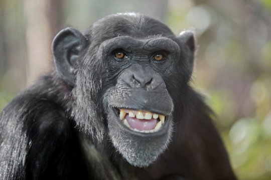 შიმპანზე 