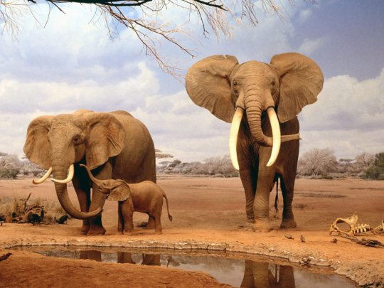 აფრიკული სპილო 