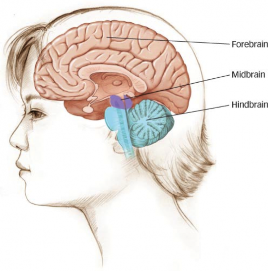 შუა ტვინი ანუ მეზენცეფალონი (Midbrain)