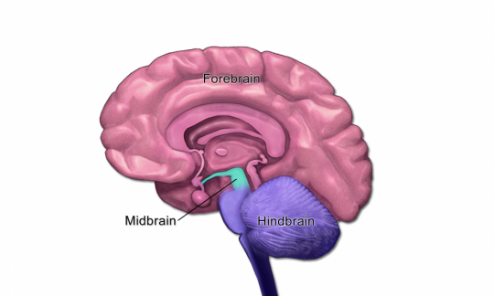 შუა ტვინი ანუ მეზენცეფალონი (Midbrain) ცისფრად