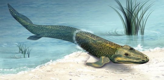 ხმელეთზე მოსიარულე თევზები 375 მილიონი წლის წინ