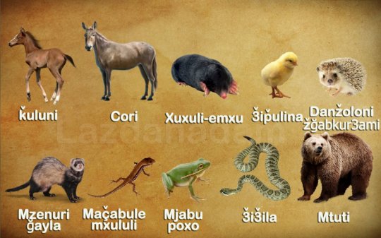 ცხოველების სახელები ლაზურად