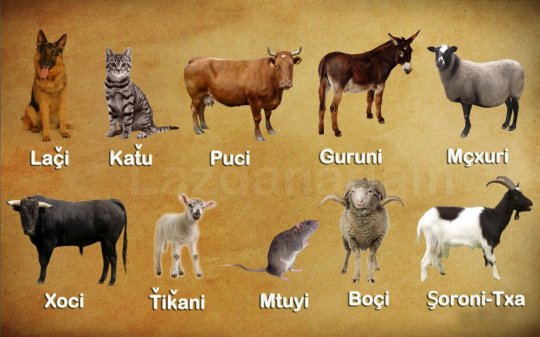ცხოველების სახელები ლაზურად
