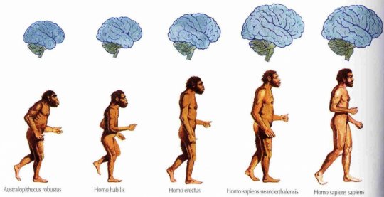 ევოლუცია - უდავო მეცნიერული ფაქტი