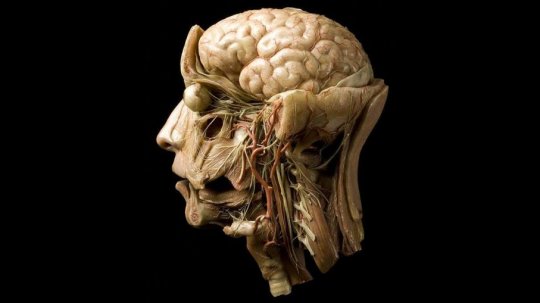ნევროლოგია - ადამიანის თავის ტვინი - მიკროსამყარო მაკროსამყაროში