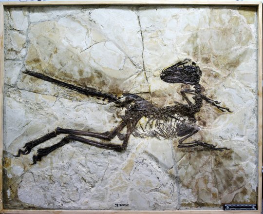 130 მილიონი წლის წინანდელი "დინოზავრების პომპეი" ჩინეთში