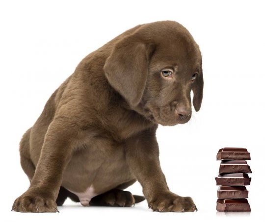 ძაღლი შოკოლადთან ერთად