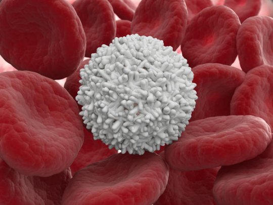 ლეიკოციტი - სისხლის თეთრი უჯრედი
