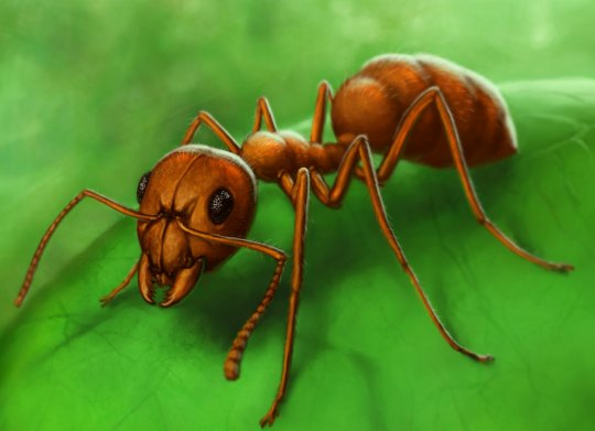ჭიანჭველები 