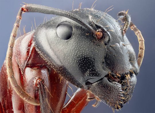 ჯარისკაცი ჭიანჭველას სახე