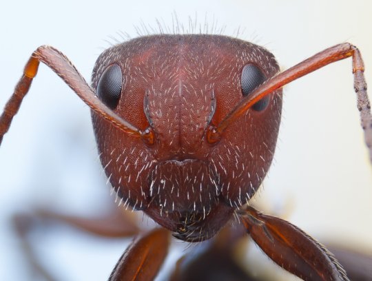 ჭიანჭველას სახე მიკროსკოპში 