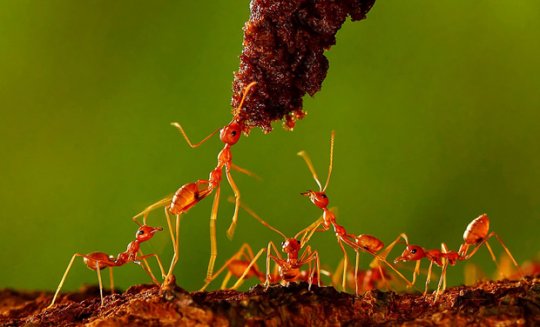 ჭიანჭველები 