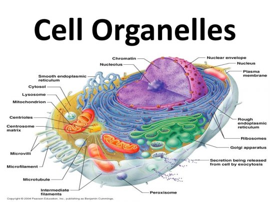 უჯრედის ორგანელები
