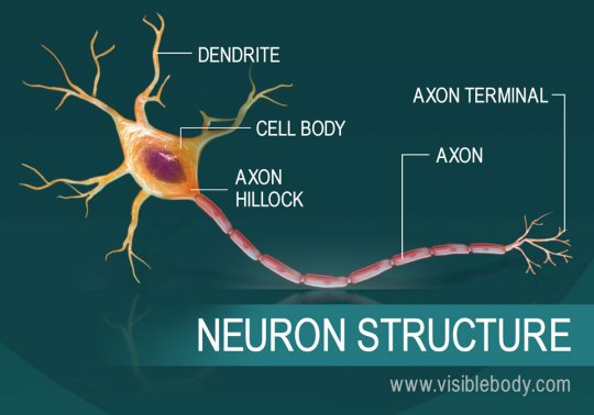 ნეირონი