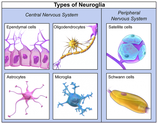 ნეიროგლიები