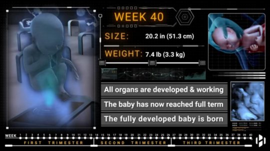 ადამიანის განვითარება საშვილოსნოში - XL კვირა 