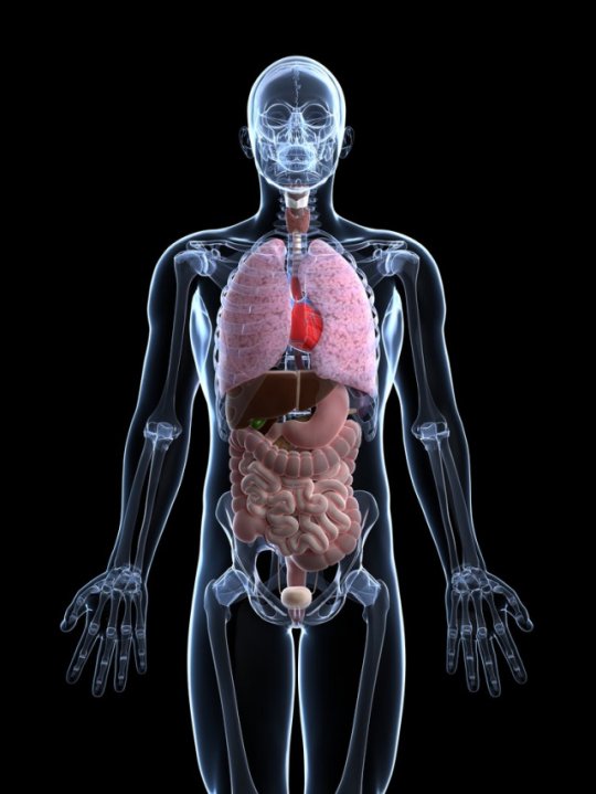 ადამიანის 10 უმნიშვნელოვანესი შინაგანი ორგანო