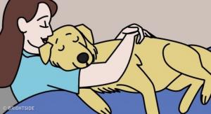 როგორ გამოხატავს ძაღლი სიყვარულს - 11 აშკარა ნიშანი