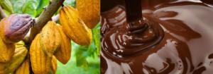 როგორ მზადდება შოკოლადი? - გზა კაკაოს მარცვლებიდან შოკოლადის ფილამდე