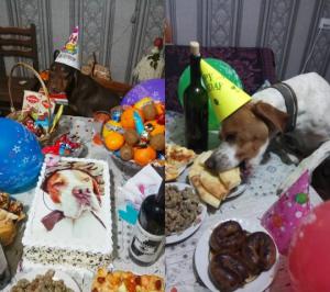 ქუთაისელმა ონისე მელქაძემ ძაღლს დაბადების დღე გადაუხადა და მეზობელი ძაღლები დაპატიჟა