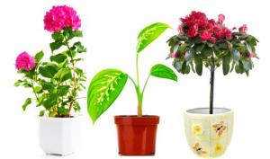ოთახის მცენარეების გავლენა ადამიანებზე – გაიცანით თქვენი მცენარე უფრო ახლოს