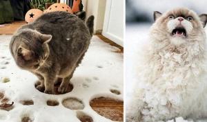 16 სახალისო ფოტო იმის საჩვენებლად, რომ კატები თოვლს ვერ იტანენ