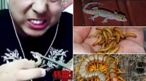 ჩინელი ვიდეობლოგერი, რომელიც  სკოლოპენდრებს და ხვლიკებს პირდაპირ ეთერში ჭამდა,პირდაპირ ეთერში გარდაიცვალა
