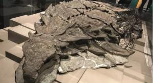 კანადაში აღმოაჩინეს დინოზავრი  რომელიც ხელუხლებელი კანითა და ჯავშნით არის დაფარული