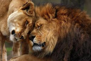 როგორ ეთავსება ლომი ზოდიაქოს დანარჩენ ნიშნებს - ვინ არის მისი იდეალური პარტნიორი და რა უნდა გაითვალისწინოს მან