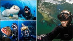 სელფი ზვიგენთან: უშიშარი მყვინთავი ეგზოტიკურ ზღვის არსებებთან ფოტოებს იღებს