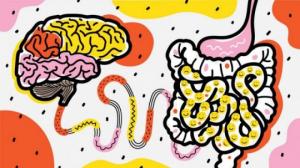 «ტვინი ორგანიზმს მართავს, ნაწლავები – ემოციურ მდგომარეობას» – მეცნიერების ახალი აღმოჩენა