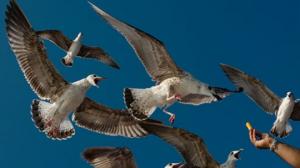 ვიდეო: აპოკალიფსის დასაწყისი? მეცნიერებმა დააფიქსირეს ფრინველების მასიური  სიკვდილის შემთხვევები