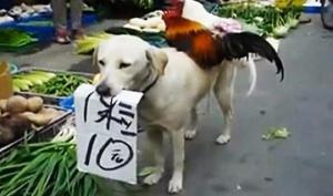 ძაღლი ჩინეთის ბაზარზე ქათმის გამყიდველად "მოეწყო"