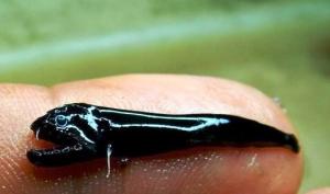 შავი "ექსტრემი"- თევზის ახალი სახეობა, რომელიც წყალქვეშა ვულკანებში აღმოაჩინეს