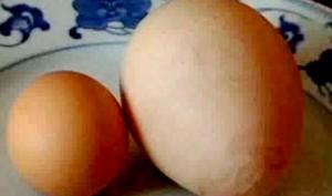 სენსაცია: ჩინეთში, ფრინველის ფერმაში ქათამმა გიგანტური კვერცხი დადო