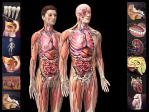 ადამიანის 10 უმნიშვნელოვანესი შინაგანი ორგანო