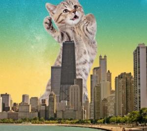 ჩიკაგოს ქუჩებში 1000 მაწანწალა კატას გაუშვებენ