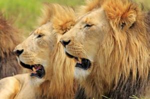 ლომი ქალისა და მამაკაცის თავისებურებები - რა უნდა ვიცოდეთ მათთან ურთიერთობისას?!