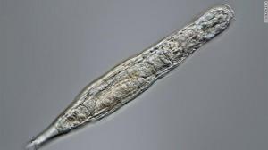 ეს მიკროსკოპული ცხოველი 24,000 წლის შემდეგ გაცოცხლდა