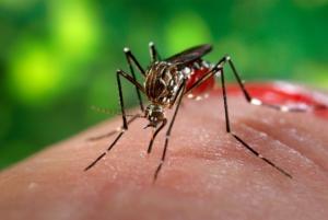 მცენარეები, რომლებიც კოღოებს აფრთხობს, ხალხური მეთოდები ნაკბენის დასაამებლად და პასუხი კითხვაზე, რატომ კბენენ კოღოები ზოგ ჩვენგანს უფრო მეტად