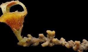 მალაიზიაში აღმოაჩინეს უფოთლო ყვავილი, რომელიც სოკოს ხარჯზე ცხოვრობს