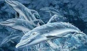 ფოტო-გამოცანა: 1 წუთში იპოვეთ და დაითვალეთ ყველა დელფინი