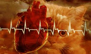 უდიპლომო "ექიმები" – 5 სამეცნიერო მტკიცებულება, რომ კატას ადამიანის სიცოცხლის გახანგრძლივება შეუძლია