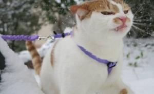 ფოტოები, რომელიც ამტკიცებს, რომ კატა და ზამთარი-შეუთავსებელი ცნებებია