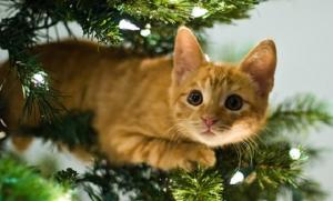 რატომ ემტერებიან კატები საახალწლო ნაძვის ხეებს? (+ვიდეო)