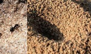 ჭიანჭველების მეფე და ქვიშის პირამიდა - პატარებისთვის ლანა ხურცილავა ("ანეული")