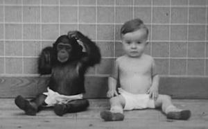 კელოგის ექსპერიმენტი: ის თავის შვილს შიმპანზის ნაშიერთან ერთად ზრდიდა