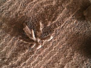 ნასა-ს სპეციალისტებმა სავარაუდოდ, მარსზე ნაპოვნი ყვავილის სურათი გამოაქვეყნეს