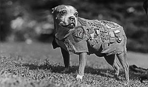 გაიცანით, სერჟანტი სტაბი — გმირი ძაღლი, რომელმაც არაერთი ადამიანი გადაარჩინა